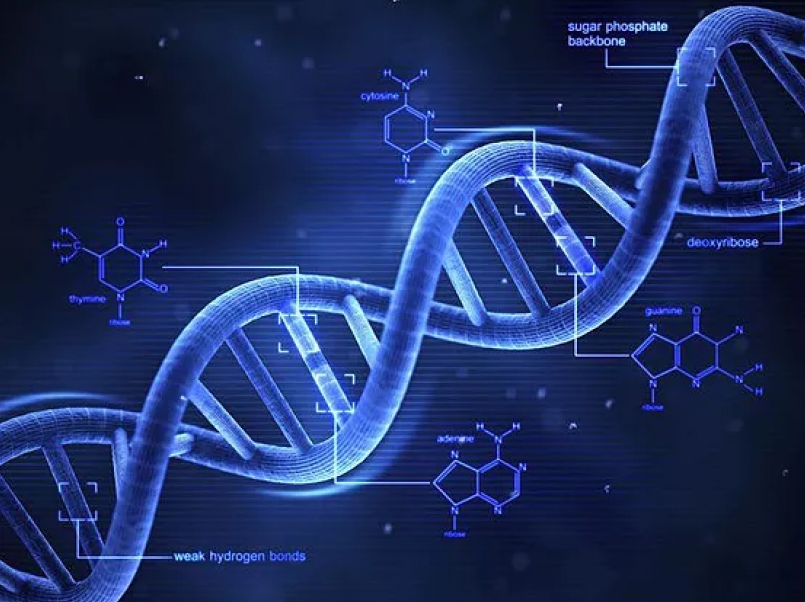 使我们成为人类的基因变异是什么时候出现的? 第1张