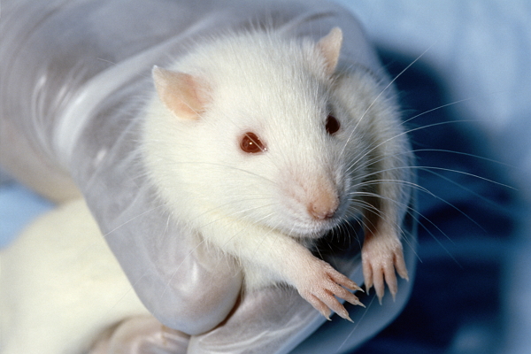 超声波暴露可改善啮齿动物的抑郁行为 第1张