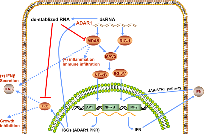 ADAR1突变如何导致自毁性炎症 第1张
