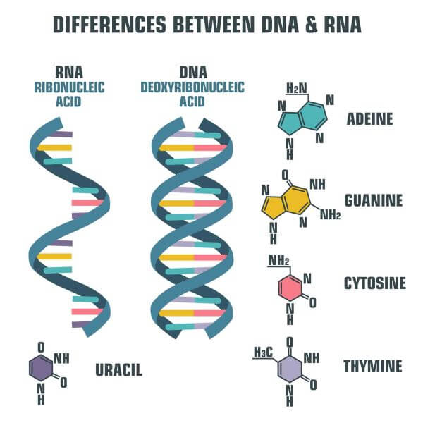 新兴测序技术绘制的人类组织RNA多样性 第1张