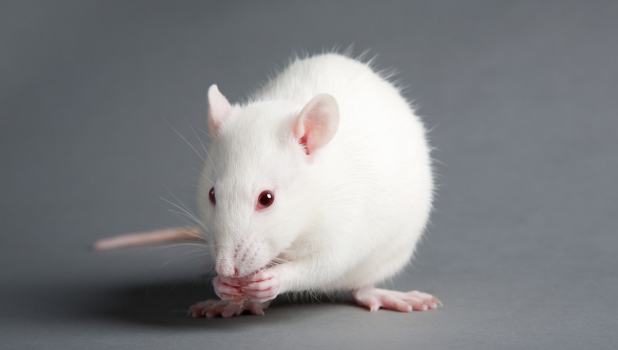 凉爽的室温可以抑制老鼠体内的癌症生长 第1张