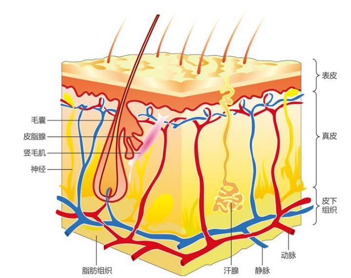 科学家们确定了控制皮肤再生的关键机制 第1张