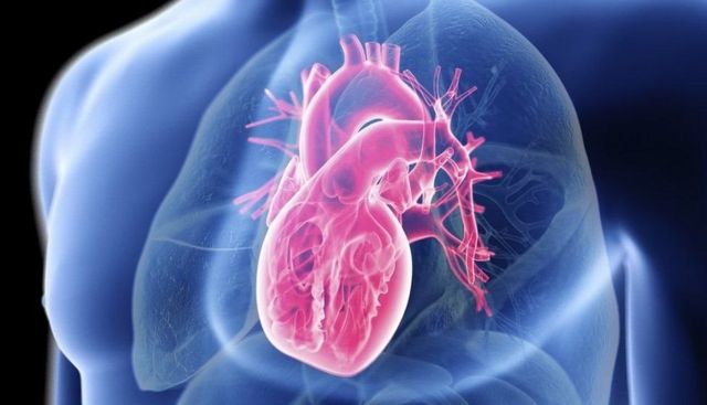 研究发现在出生后心脏中有两种蛋白通路下调 第1张